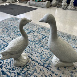 Geese